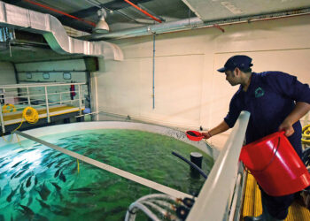 ദിബ്ബ ഫുജൈറയിലെ മത്സ്യ ഫാമുകളുടെ വാർഷിക ഉത്പാദനം 2000 ടണയി ഉയർന്നു