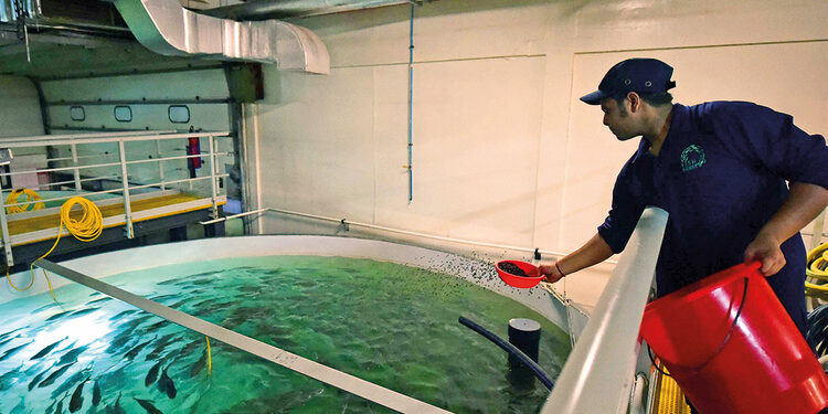 ദിബ്ബ ഫുജൈറയിലെ മത്സ്യ ഫാമുകളുടെ വാർഷിക ഉത്പാദനം 2000 ടണയി ഉയർന്നു