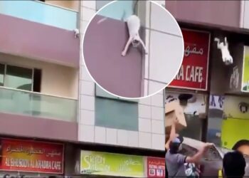 ദുബായിൽ ഗർഭിണിയായ പൂച്ചയെ രക്ഷിച്ച മലയാളികൾക്ക് ദുബായ് ഭരണാധികാരി ഷെയ്ഖ് മുഹമ്മദ് 50000 ദിർഹം വീതം സമ്മാനംനൽകി