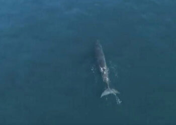 അബുദാബിയിൽ 12 മീറ്ററിലധികം നീളമുള്ള അപൂർവയിനം തിമിംഗലത്തെ  ജലാശയത്തിൽ കണ്ടെത്തി