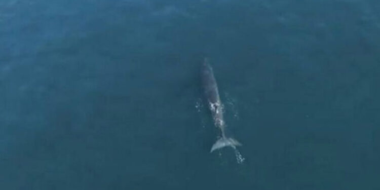 അബുദാബിയിൽ 12 മീറ്ററിലധികം നീളമുള്ള അപൂർവയിനം തിമിംഗലത്തെ  ജലാശയത്തിൽ കണ്ടെത്തി