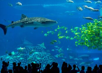 മധ്യപൂർവദേശത്തെ ഏറ്റവും വലിയ അക്വേറിയത്തിലേക്കു ജനപ്രവാഹം