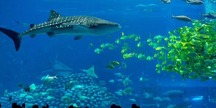 മധ്യപൂർവദേശത്തെ ഏറ്റവും വലിയ അക്വേറിയത്തിലേക്കു ജനപ്രവാഹം