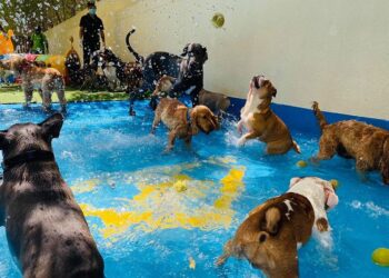 എക്സ്പോ 2020: ദുബായ് കേയേഴ്‌സ് പാവലിയനിൽ അനിമൽ തെറാപ്പി സൗകര്യം